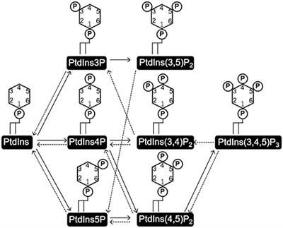 Phosphatidylinositol Kinases and Phosphatases in Entamoeba histolytica